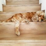 limpar o chão do xixi de cachorro